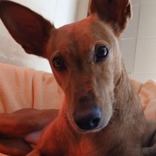Vilma, petite chienne podenca affectueuse #1
