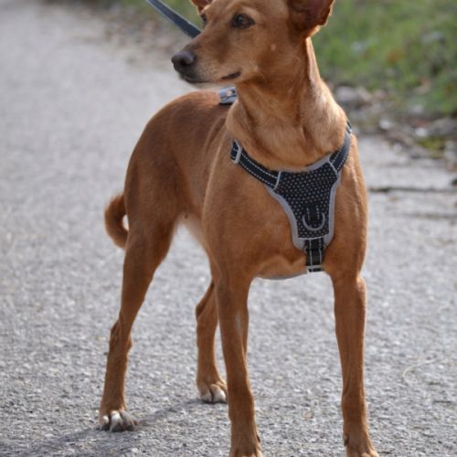 Vilma, petite chienne podenca affectueuse #3