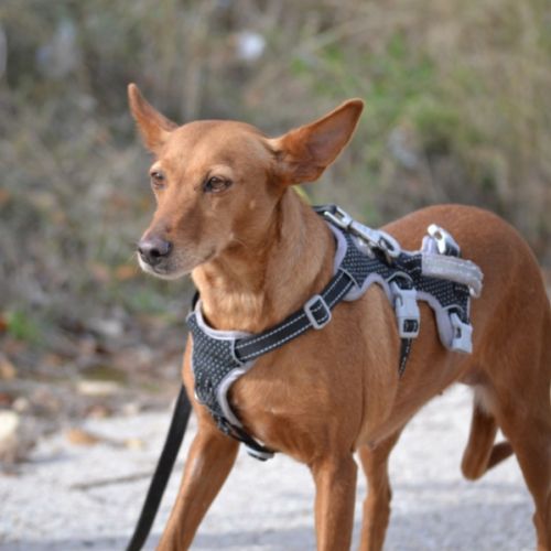 Vilma, petite chienne podenca affectueuse #4