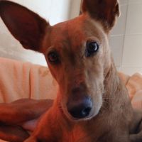 Vilma, petite chienne podenca affectueuse #1
