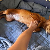 Vilma, petite chienne podenca affectueuse #2