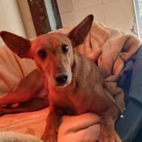 Vilma, petite chienne podenca affectueuse #5