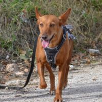 Vilma, petite chienne podenca affectueuse