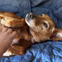 Vilma, petite chienne podenca affectueuse #7