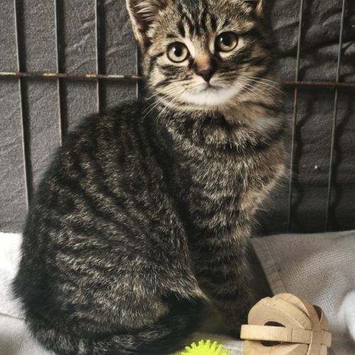 Ugli - adoption en cours #2