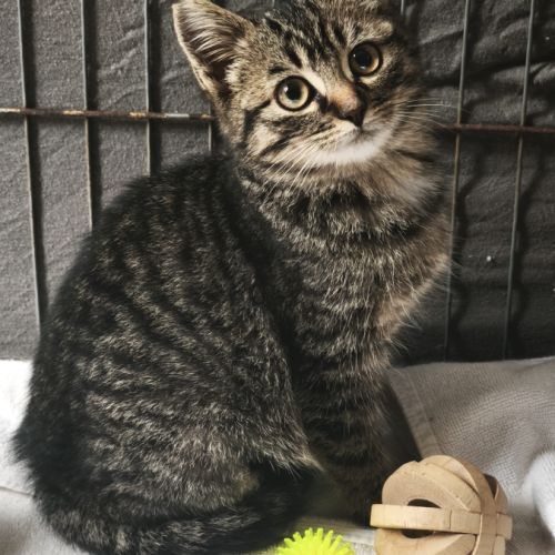 Ugli - adoption en cours #3