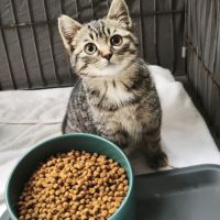 Ugli - adoption en cours