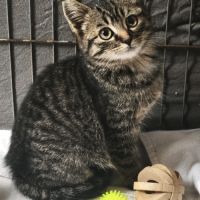 Ugli - adoption en cours #3
