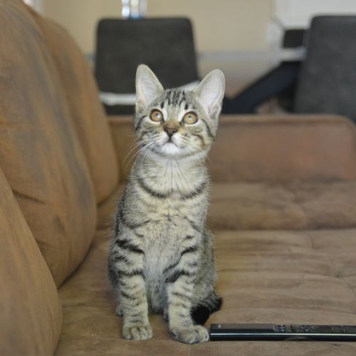 Chopper, adorable chaton à l'adoption #1