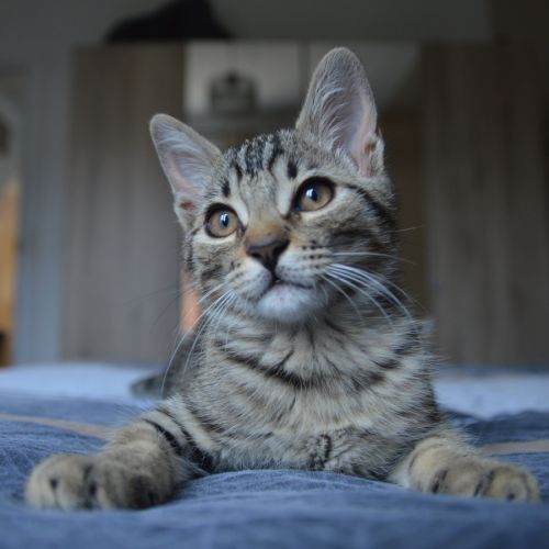 Chopper, adorable chaton à l'adoption #0