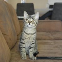 Chopper, adorable chaton à l'adoption #1