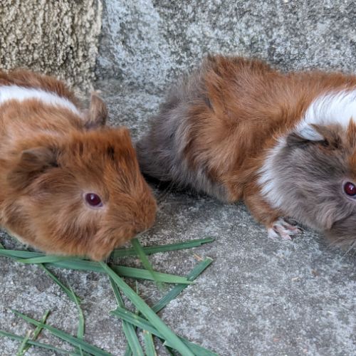 Bébés cochons d'inde péruviens #0