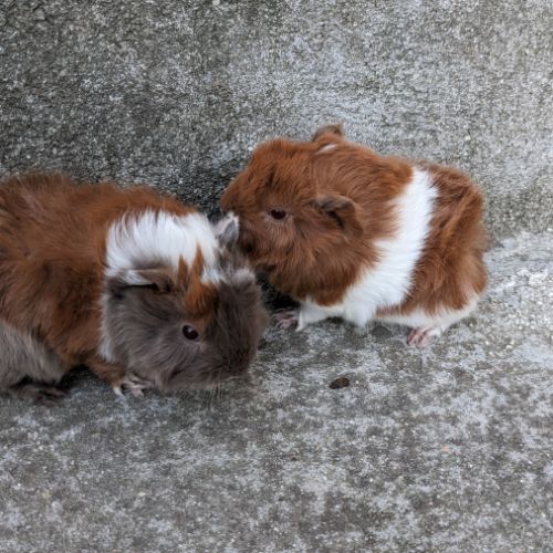 Bébés cochons d'inde péruviens #2