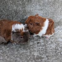 Bébés cochons d'inde péruviens #2