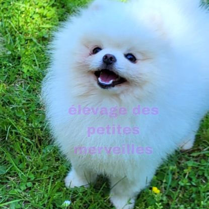 Magnifiques véritables spitz nains pomeraniens lof #8