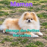 Magnifiques véritables spitz nains pomeraniens lof #7