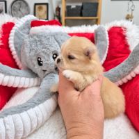 2 magnifiques femelles spitz naines pomeraniennes #2