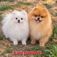 2 magnifiques femelles spitz naines pomeraniennes #7