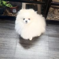 Spitz nain #3