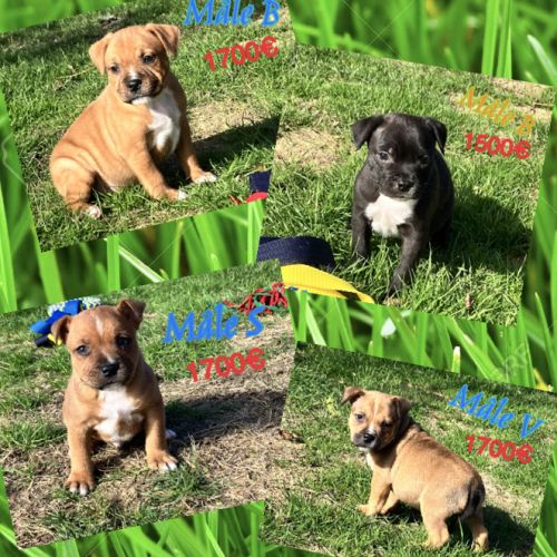 Chiots staffie lof #4