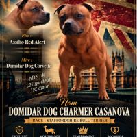 Chiots staffie lof #1