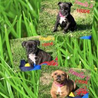 Chiots staffie lof