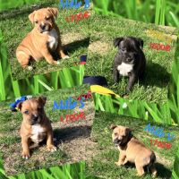 Chiots staffie lof #4