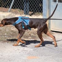 Gaston, 9 mois #6