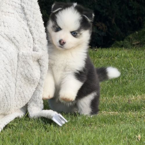 Chiot pomsky #2