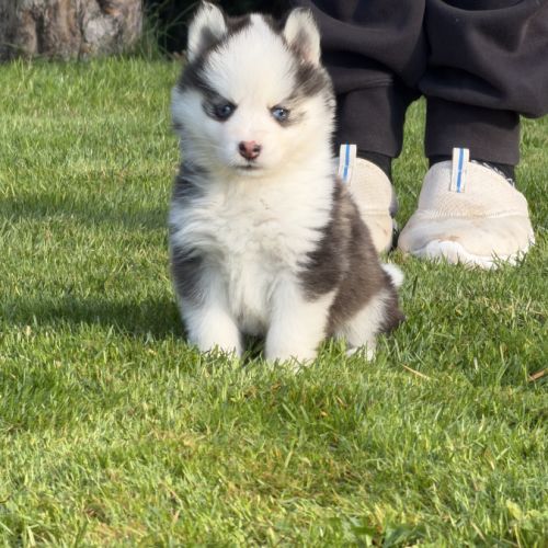 Chiot pomsky #3