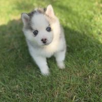 Chiot pomsky