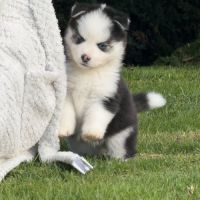 Chiot pomsky #2