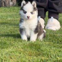 Chiot pomsky #3