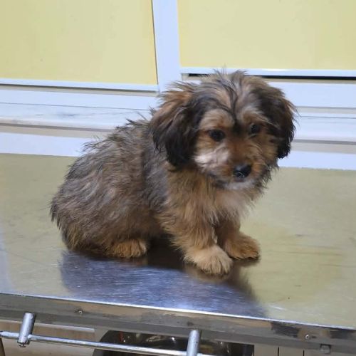 Scooby 3 mois, 12kg adulte à l'adoption #0