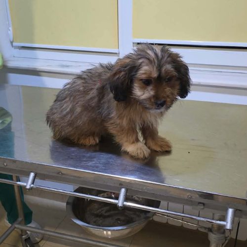 Scooby 3 mois, 12kg adulte à l'adoption #4