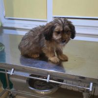 Scooby 3 mois, 12kg adulte à l'adoption #4
