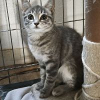 Sardine-magnifique chatonne timide