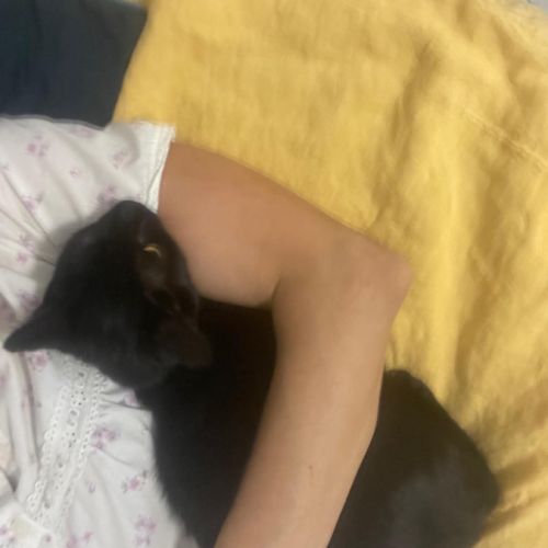 Louisa, jolie chatonne noire #1