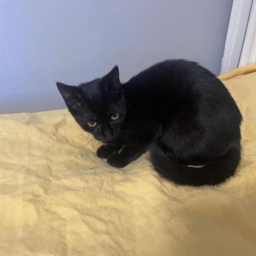 Louisa, jolie chatonne noire #5