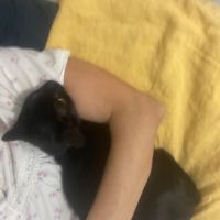 Louisa, jolie chatonne noire #1