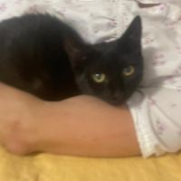 Louisa, jolie chatonne noire #2