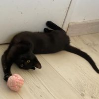 Louisa, jolie chatonne noire #0