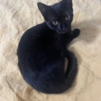 Louisa, jolie chatonne noire #4