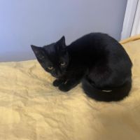 Louisa, jolie chatonne noire #5