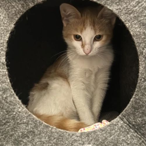 Bella jolie chatonne blanche et rousse #2
