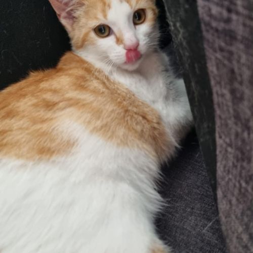 Bella jolie chatonne blanche et rousse #3