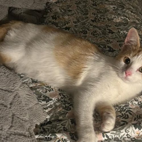 Bella jolie chatonne blanche et rousse #6