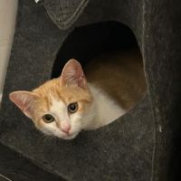 Bella jolie chatonne blanche et rousse #1