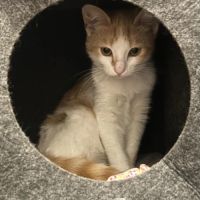 Bella jolie chatonne blanche et rousse #2