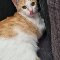 Bella jolie chatonne blanche et rousse #3